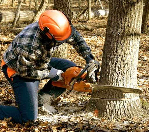 Tree Removal in Gouldbusk, TX